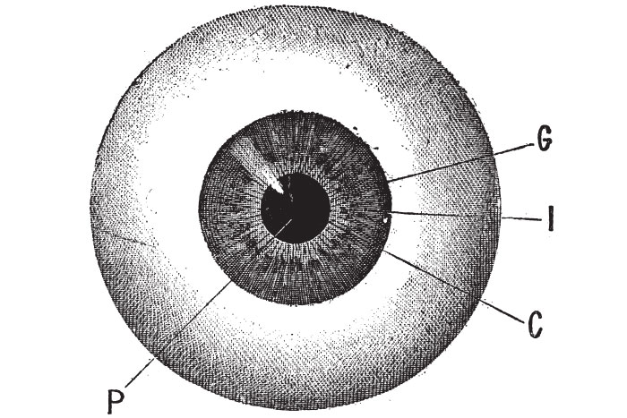 Opthalmology
